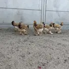 دجاج براهما