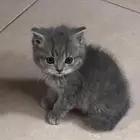 قط سكوتش فولد