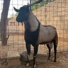 معزا هجين وعل