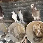 حمام للبيع زينه