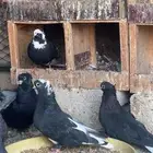 حمام قنادي جمله