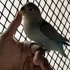 روز اليف تم البيع