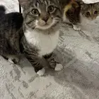 قطط
