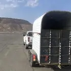 عربة نقل خيل   داخل المدينة وضواحيها