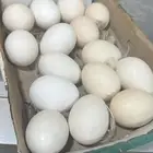 بيض فيومي قولد