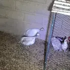 دجاج حبش للبيع