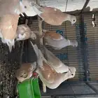 قماري هولندي ياكريم