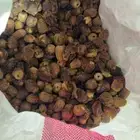 تمر علف الكمية من 200 الى 250