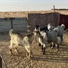تيوس