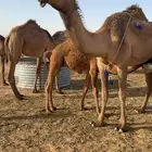 ضروبه صفرا للبدل او للبيع