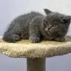 British shorthair kitten 2 months