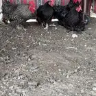 دجاج كوشن امريكي