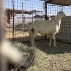 مشروع فحل حري
