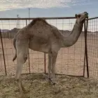 بكره سلاله طيبه بل حيل