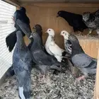 حمام قطايف طبات وجذعان مطير