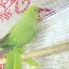 طير دره هندي