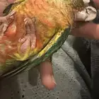 كنيور يلو سايد