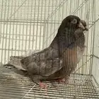 حمام قلاب كوره ألوان نوادر