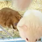 هامستر سوري