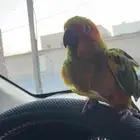 صن كنيور فرخ