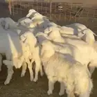 تم البيع