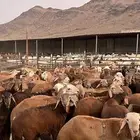 طليان سواكني حمري فاخر جادعان مرابى