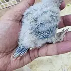 فرخ كنيور أناناس رد فاكتور رد فيس