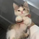 قطط