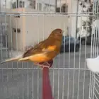 دكر كناري سوري