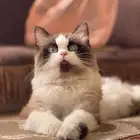 قطه انثى راغدول للبيع