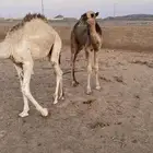 قعدان