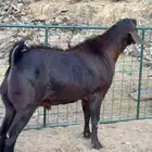 تيس اجم للبيع