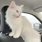 قطة شيرازية