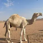 قعود