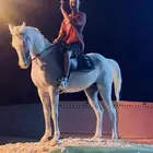 مدرسه ركوب خيل