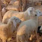 طلي طليان ذبايح للثلاجه وللمناسبات