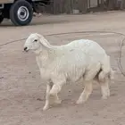 طلي حري جبر