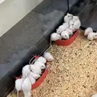 فيران فئران تجارب للبيع