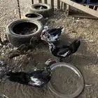 للبيع بط بلدي