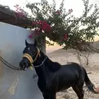 مهر