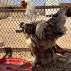دجاج براهما