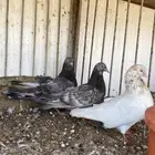 زوج حمام قلاب