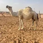 لقحه عونيه