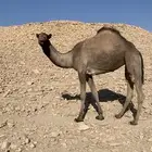 صفرا لقحه طيبه