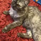 قطه للتبني
