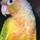 كنيور اناناس