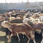 خرفان سواكن جبره وجذعان