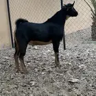 تيس احو توم سمين فل من حلالي عمره 7 شهور