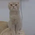 ذكر سكوتش للبيع