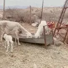 ضان واحده أنتجه واحده دافع